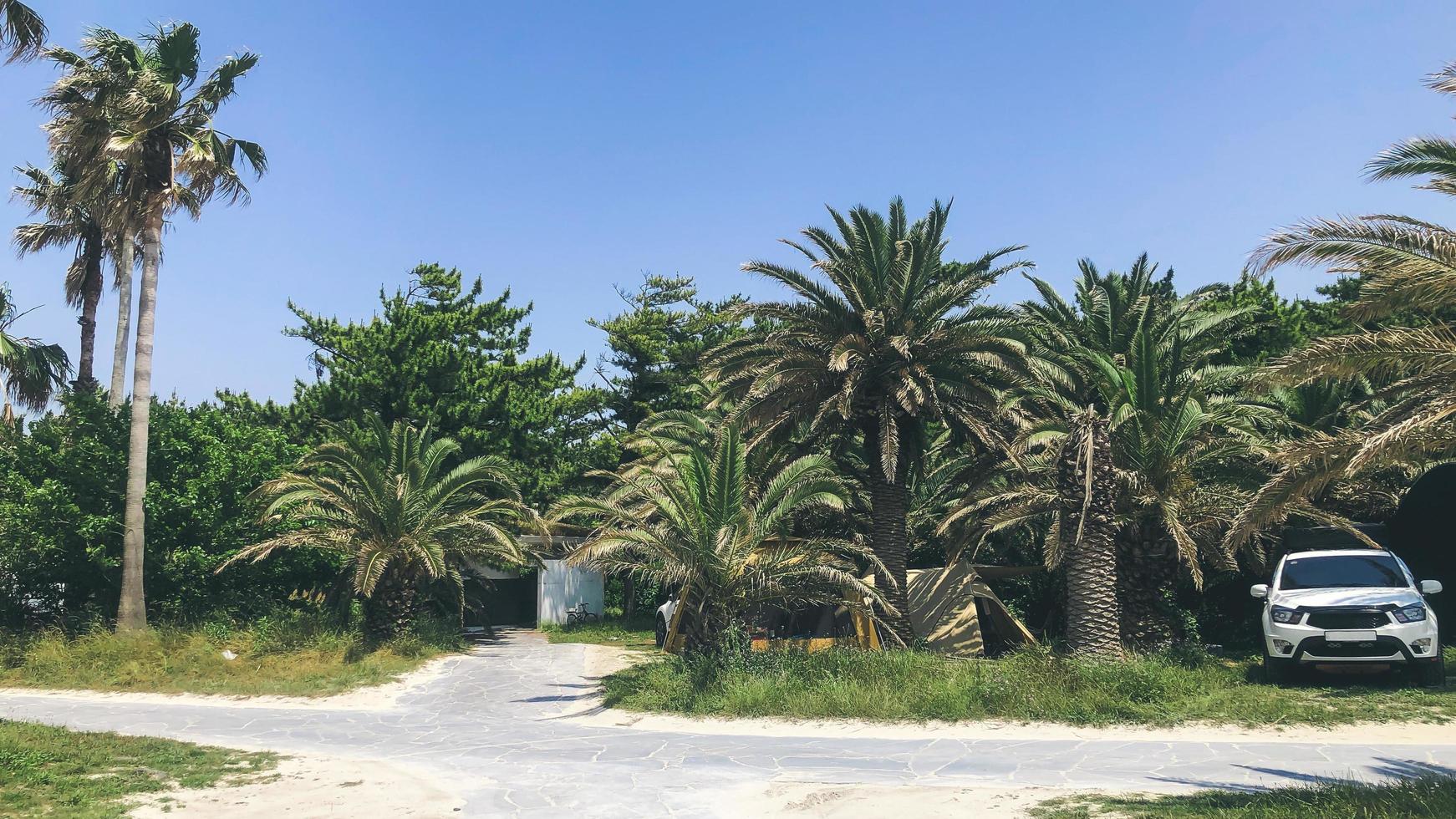 Palmenhain auf der Insel Jeju, Südkorea foto