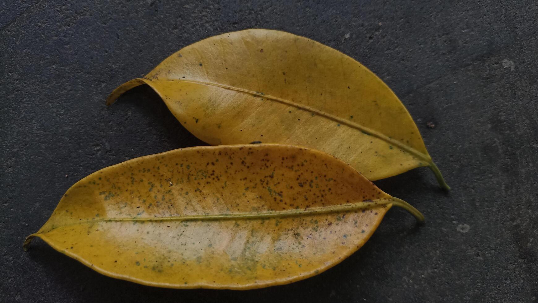 zwei Gelb Banyan Blätter sind auf das schwarz Fußboden foto
