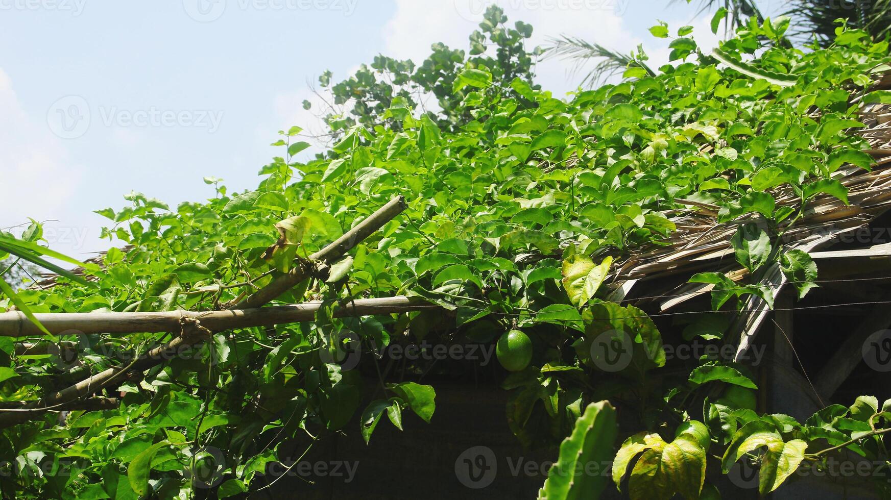 Obst und Leidenschaft Obst Bäume Das sind immer noch auf das Baum foto