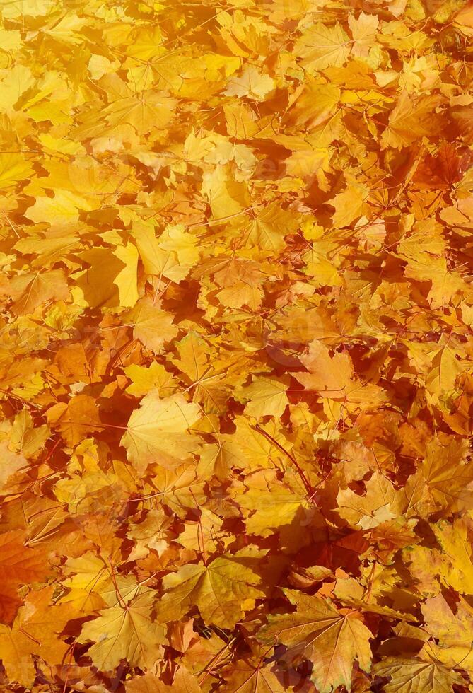 buntes Hintergrundbild von gefallenen Herbstblättern, perfekt für den saisonalen Einsatz foto