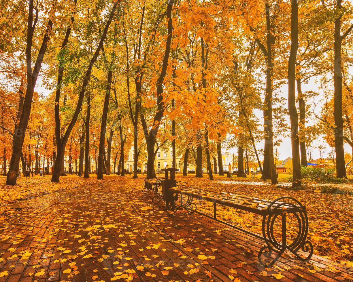 golden Herbst im ein Stadt Park mit Bäume und gefallen Blätter auf ein wolkig Tag. Jahrgang Film ästhetisch. foto