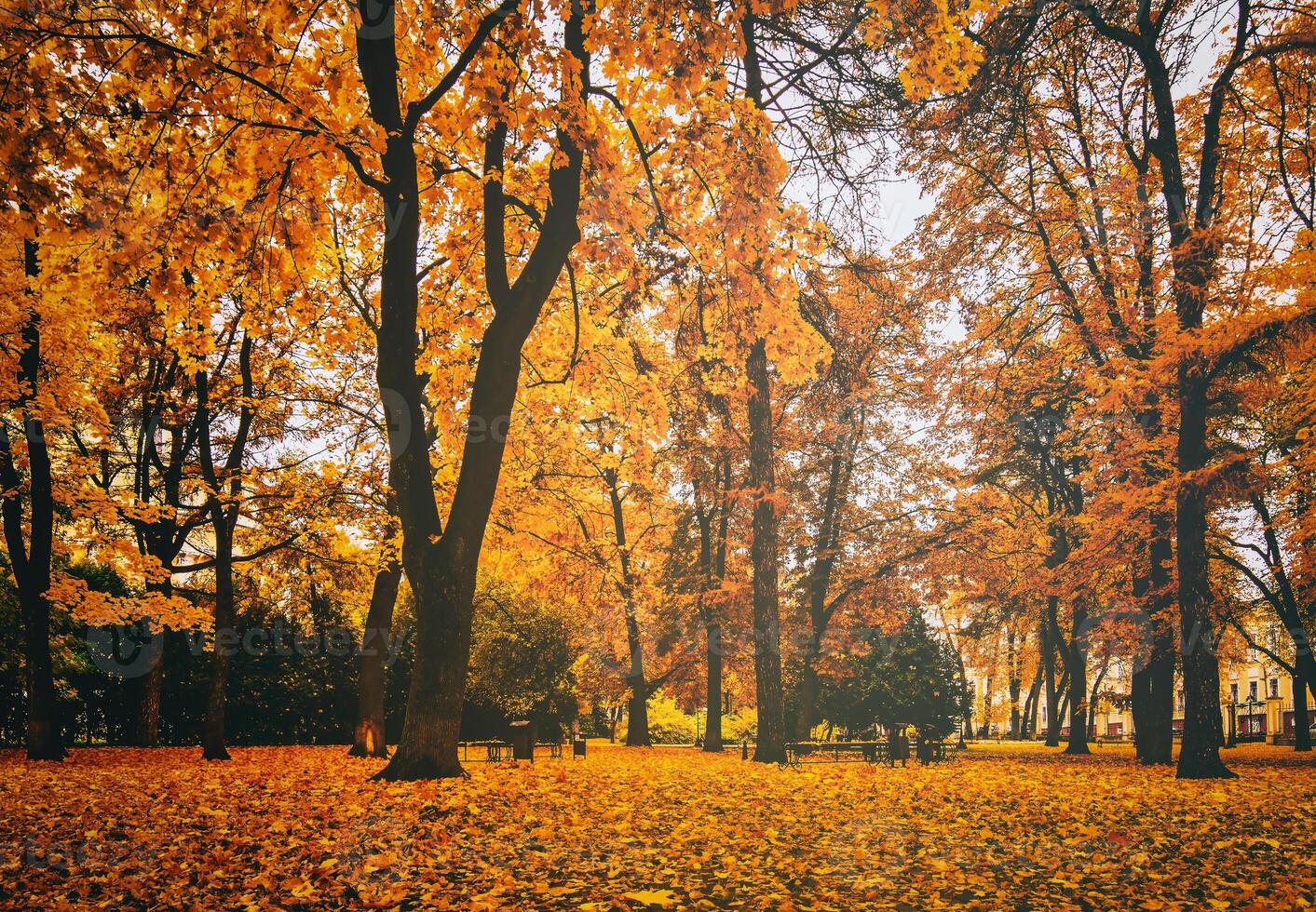 golden Herbst im ein Stadt Park mit Bäume und gefallen Blätter auf ein wolkig Tag. Jahrgang Film ästhetisch. foto