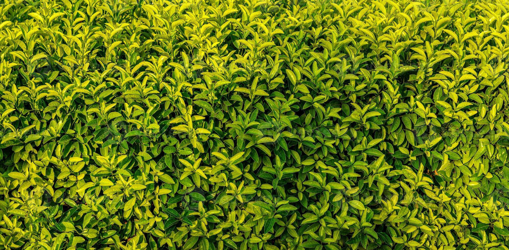 dekorativ Mauer von ein Pflanze mit Grün Blätter. natürlich Muster. abstrakt Hintergrund. Landschaftsbau. foto