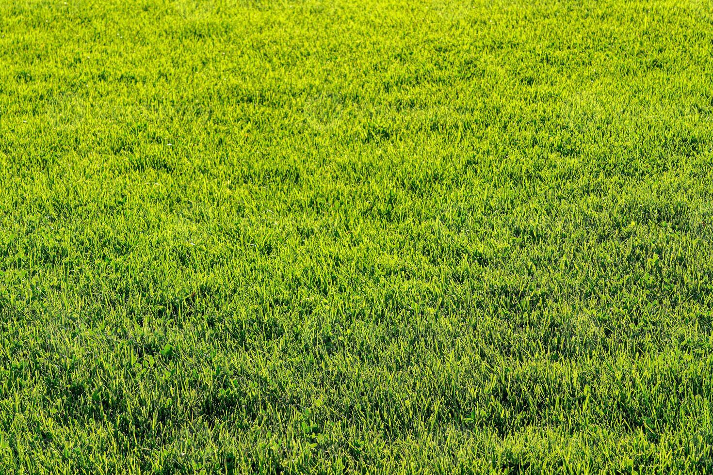 Textur von Grün Gras auf das Rasen. natürlich abstrakt Hintergrund. foto