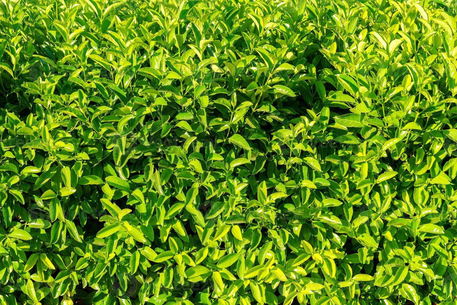 dekorativ Mauer von ein Pflanze mit Grün Blätter. natürlich Muster. abstrakt Hintergrund. Landschaftsbau. foto