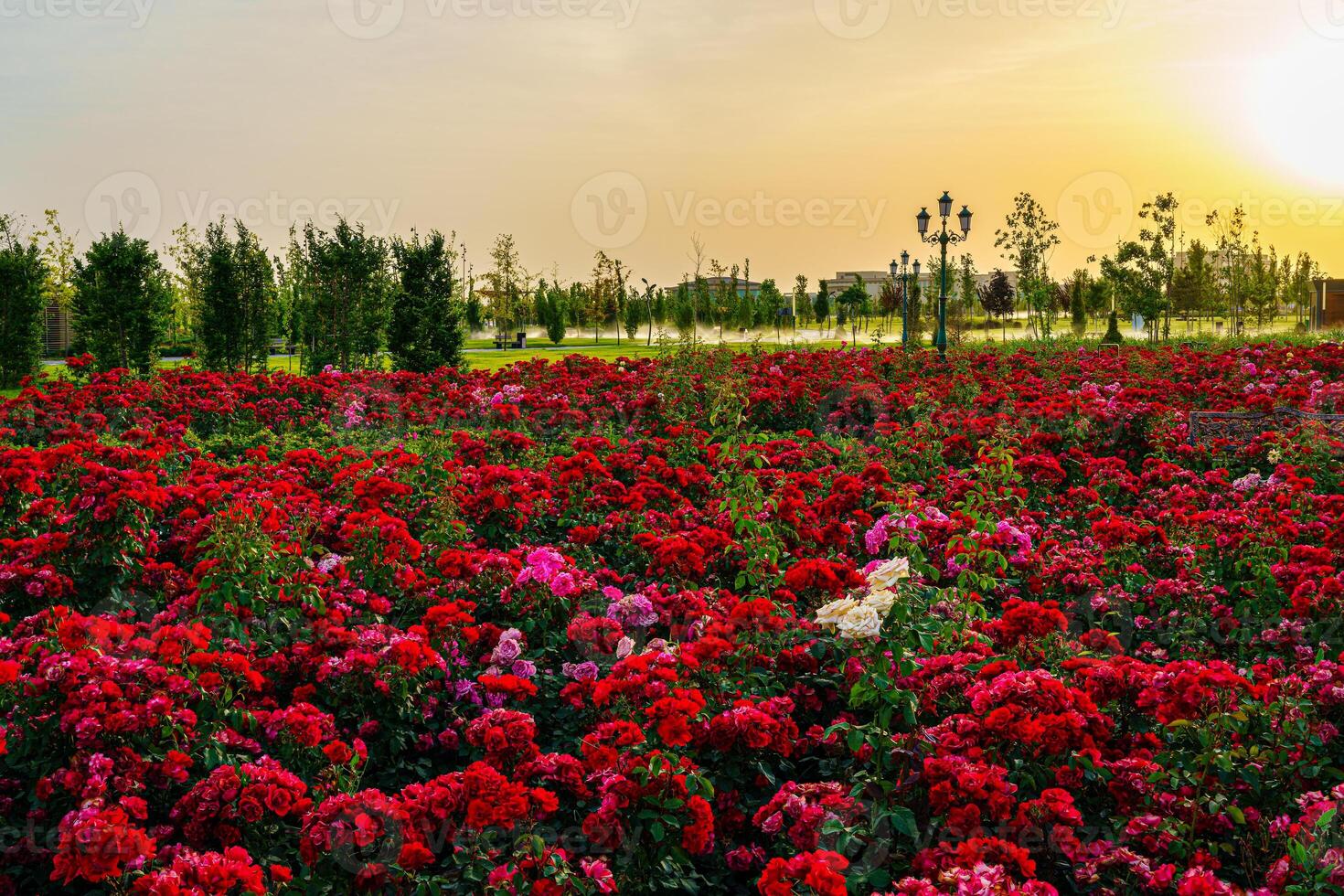 Stadt Park im früh Sommer- oder Frühling mit rot Blühen Rosen auf ein Vordergrund und wolkig Himmel auf ein Sonnenuntergang oder Sonnenaufgang beim Sommer. foto