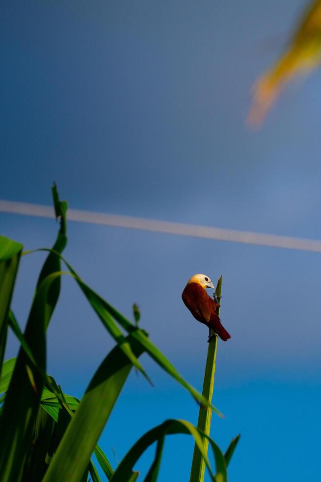 Vogel auf ein Blätter foto