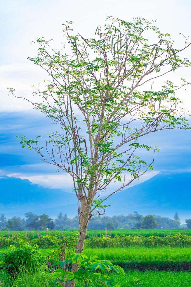 Baum zwischen Berge foto