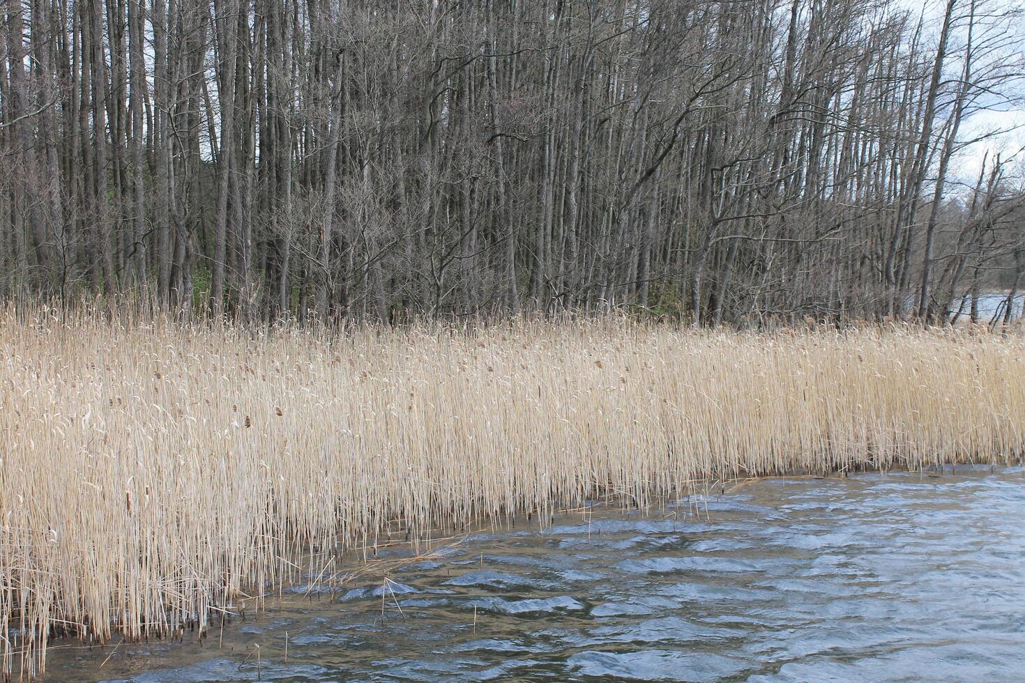 Natur Hintergrund Foto