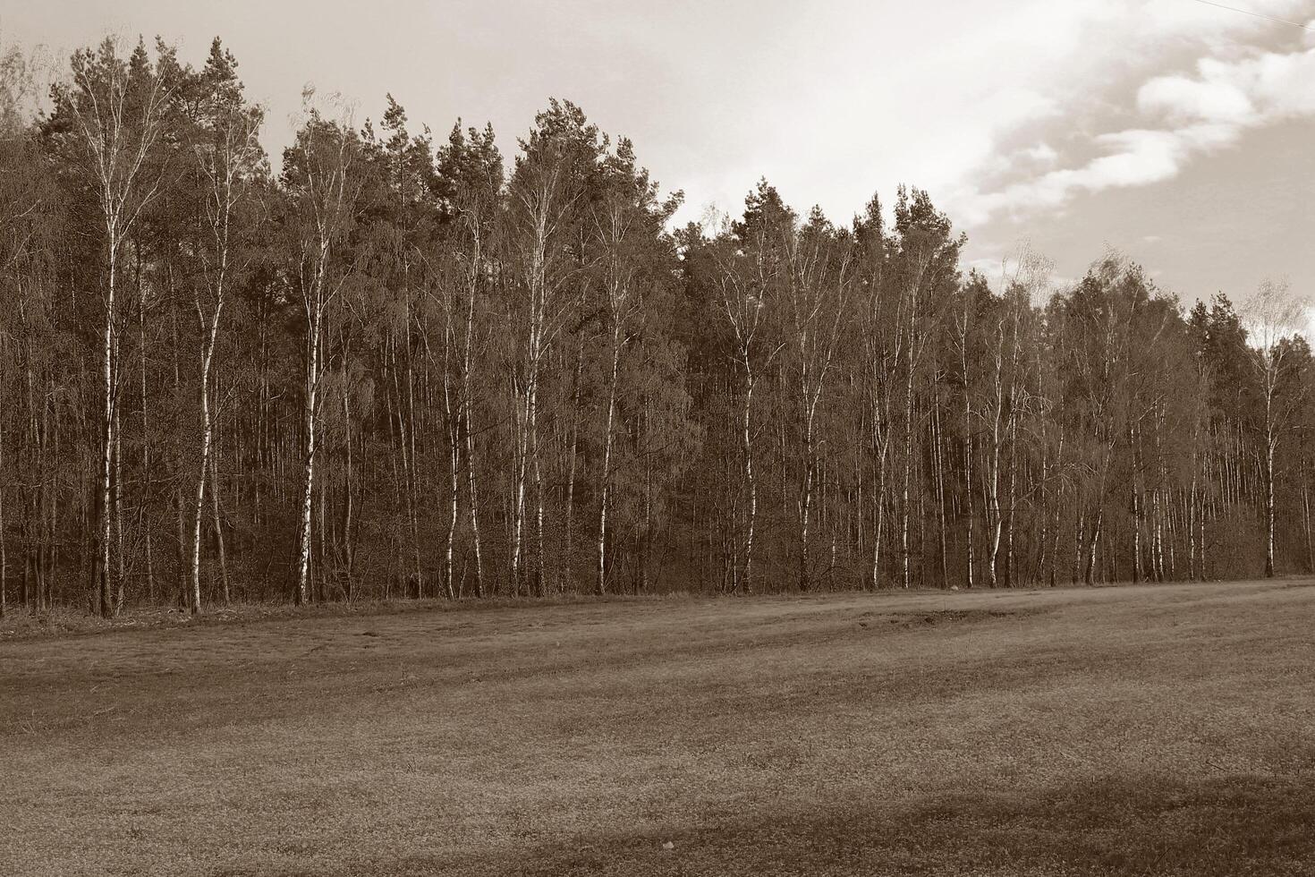 Natur Hintergrund Foto