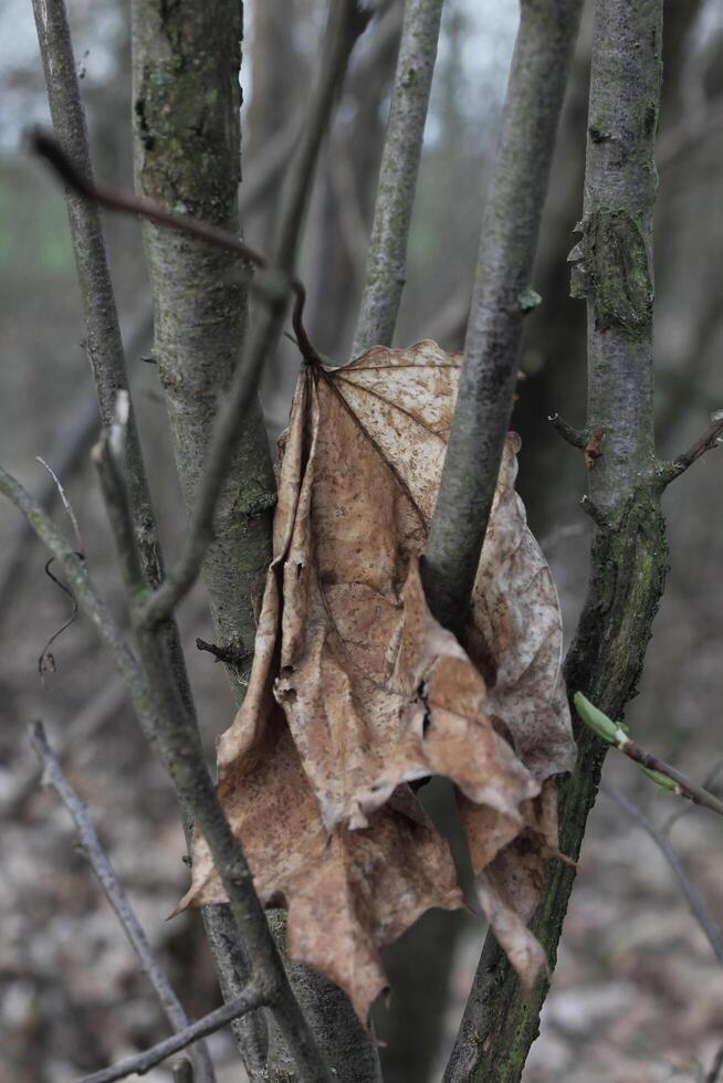 Natur Hintergrund Foto