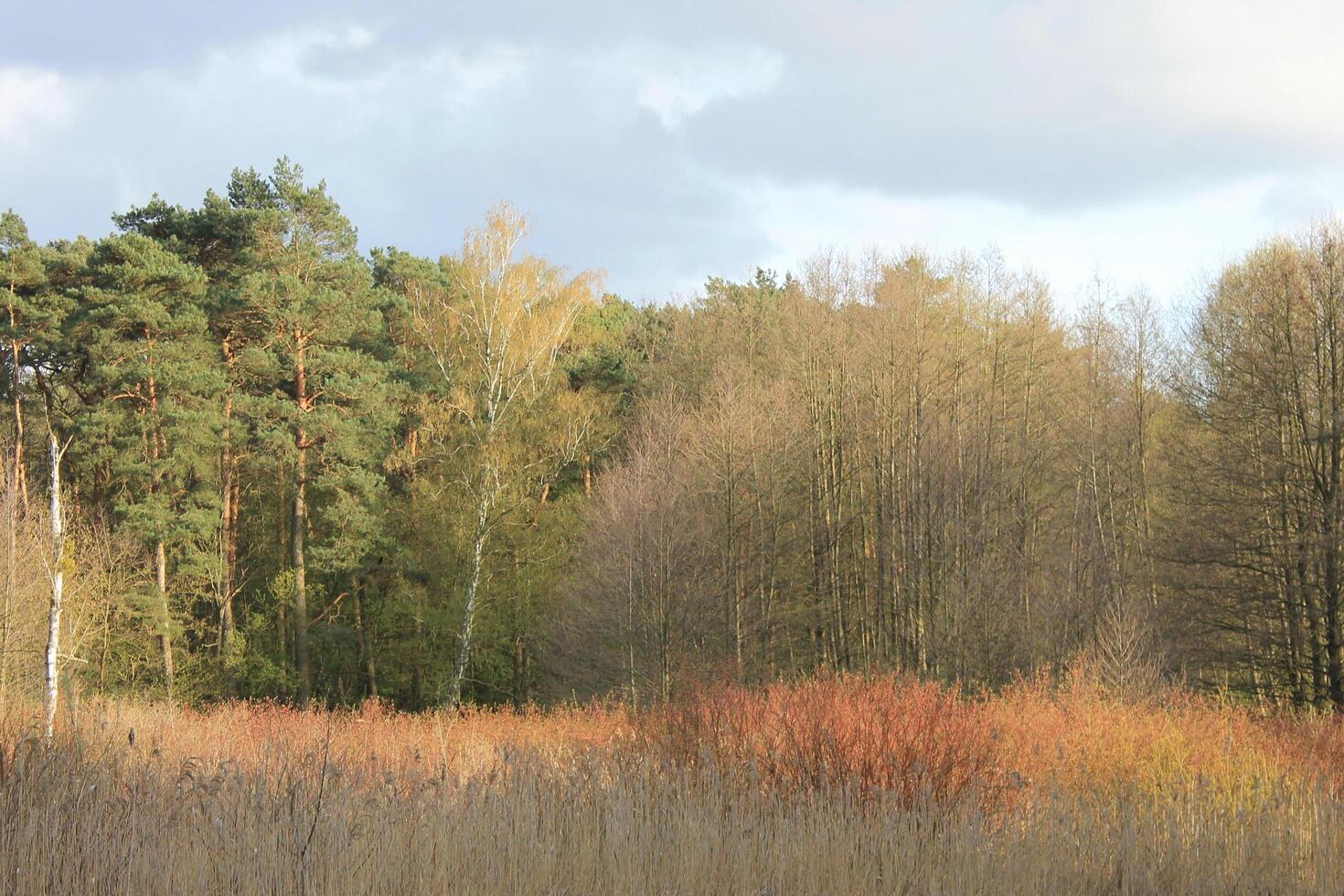 Natur Hintergrund Foto