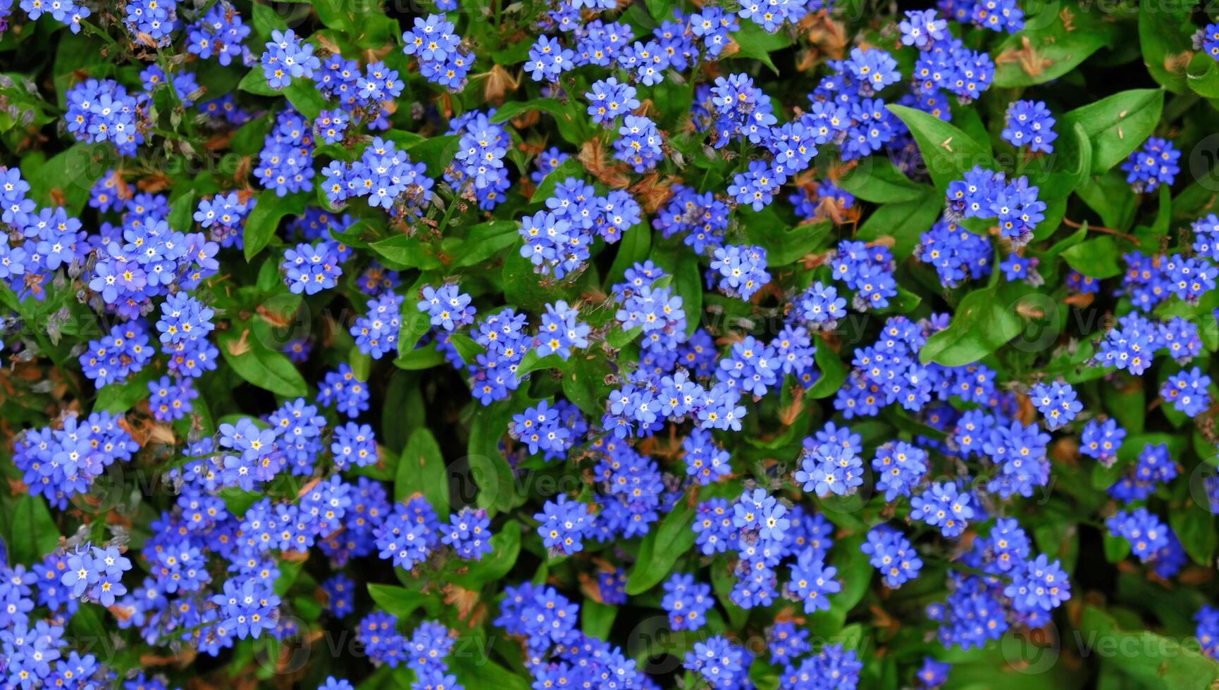 Blumen- Hintergrund von klein Blau Vergissmeinnicht Blumen. Lichtung von Blau Blumen. Wiese Blume Vergissmeinnicht. Gruß Karte Banner, Mutter Tag Karte, Damen Tag, Geburtstag, Ostern. botanisch Auswahl foto