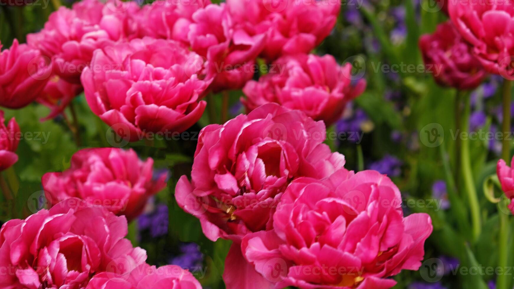 Frühling Blumen Banner. Rosa blühen Tulpen im Feld. Rosa Blütenblätter und Grün Blätter von Blühen Blumen. Gruß Karte Banner, Mutter Tag Karte, Damen Tag, Geburtstag, Ostern. botanisch Auswahl foto