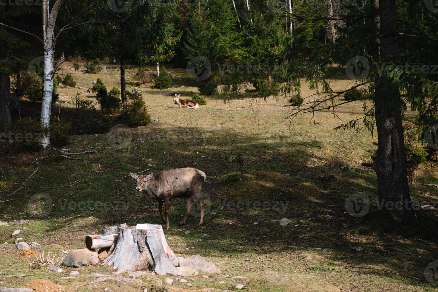 Hirsche in freier Wildbahn foto