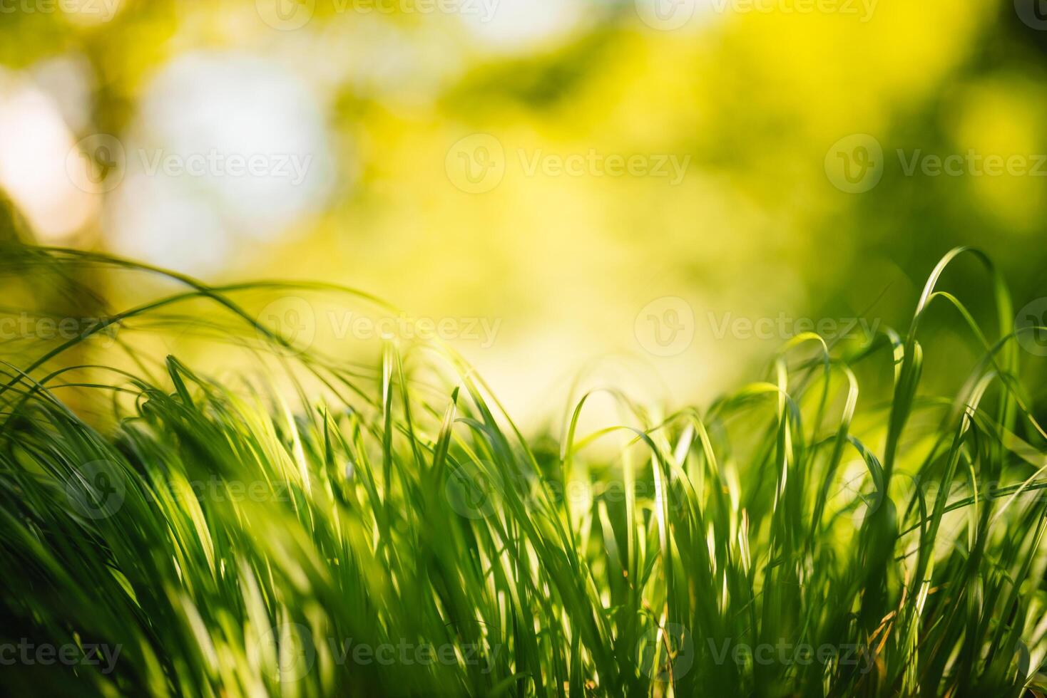 Frühling oder Sommer- und abstrakt Natur Hintergrund mit Gras Feld. Hintergrund mit Grün Gras Feld und Bokeh Licht. Sommer- Hintergrund. foto