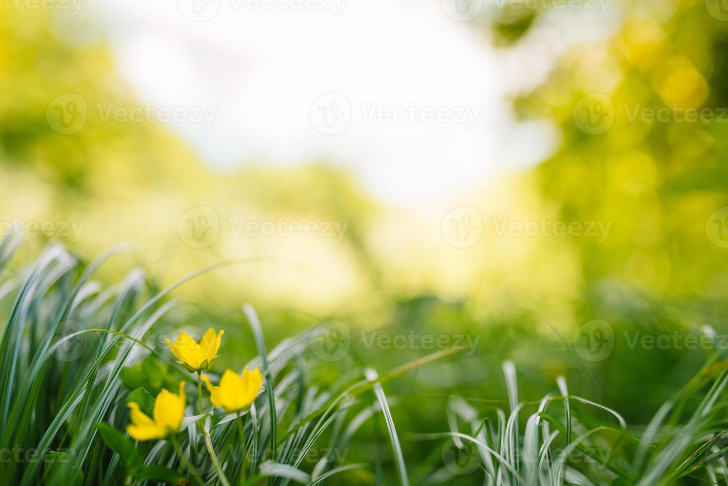 Frühling oder Sommer- und abstrakt Natur Hintergrund mit Gras Feld. Hintergrund mit Grün Gras Feld und Bokeh Licht. Sommer- Hintergrund. foto