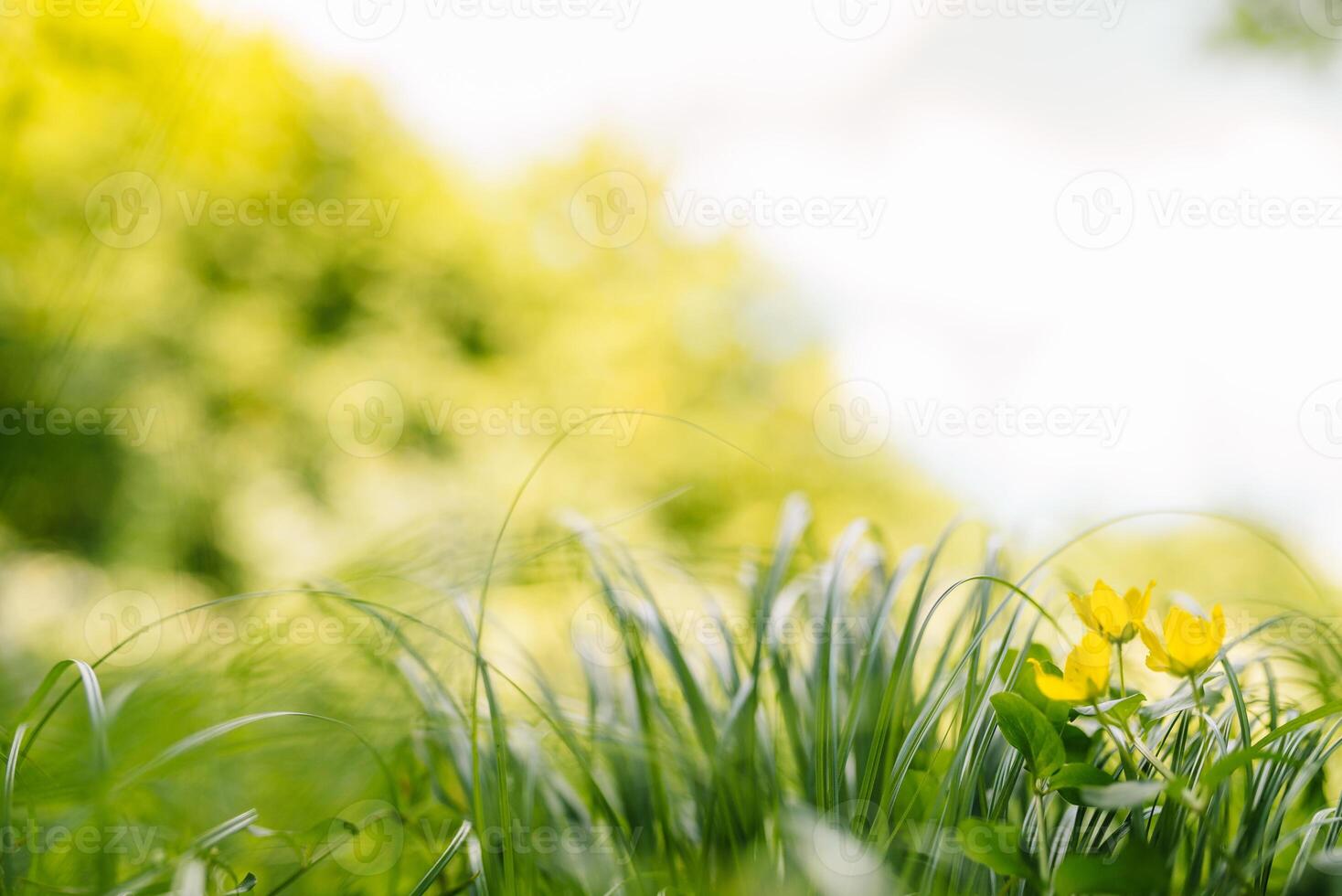 Frühling oder Sommer- und abstrakt Natur Hintergrund mit Gras Feld. Hintergrund mit Grün Gras Feld und Bokeh Licht. Sommer- Hintergrund. foto