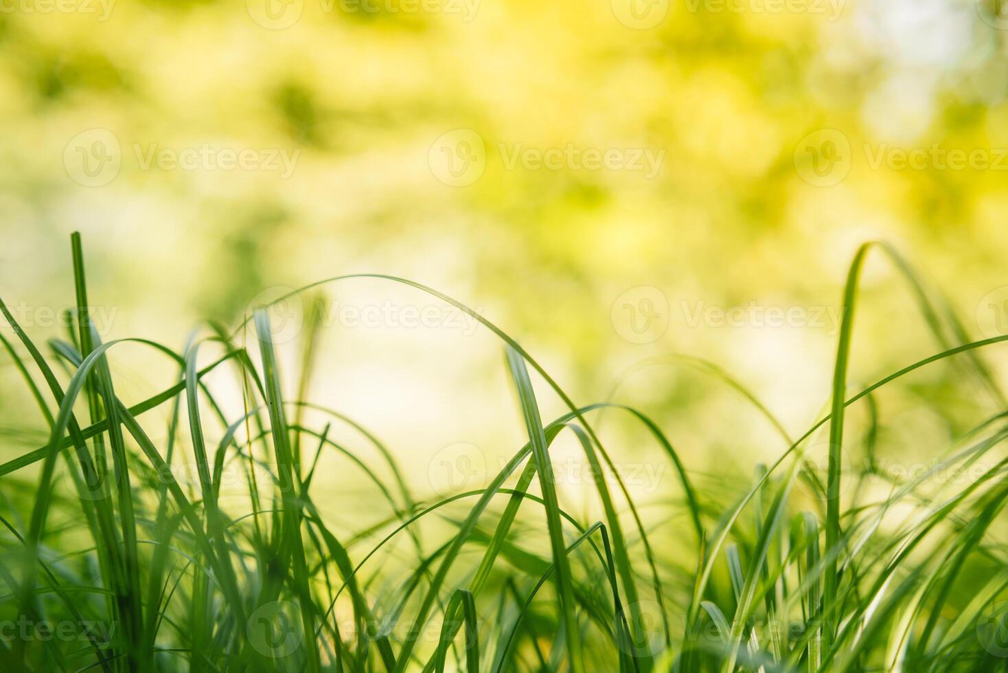 Frühling oder Sommer- und abstrakt Natur Hintergrund mit Gras Feld. Hintergrund mit Grün Gras Feld und Bokeh Licht. Sommer- Hintergrund. foto