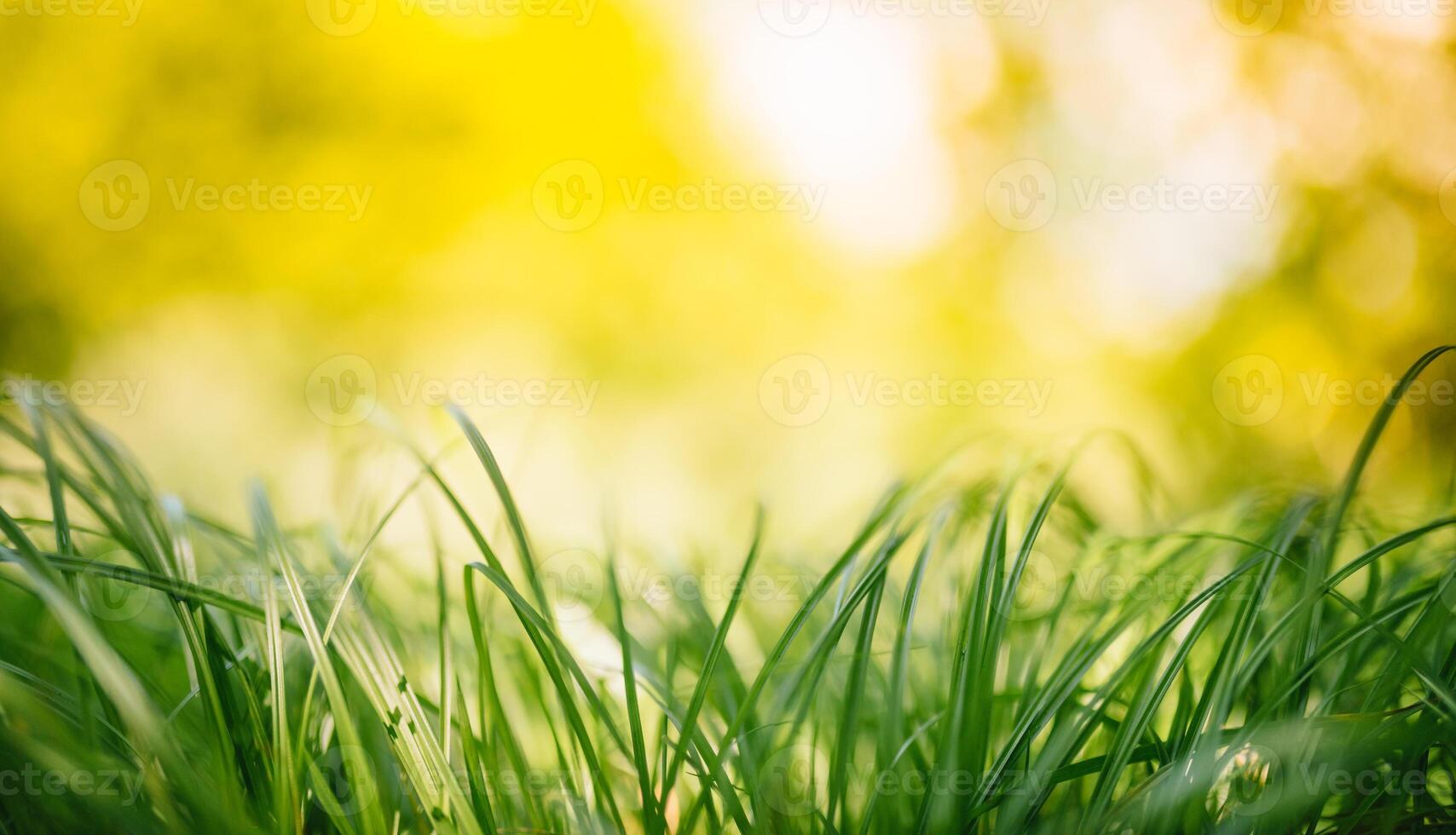 Frühling oder Sommer- und abstrakt Natur Hintergrund mit Gras Feld. Hintergrund mit Grün Gras Feld und Bokeh Licht. Sommer- Hintergrund. foto