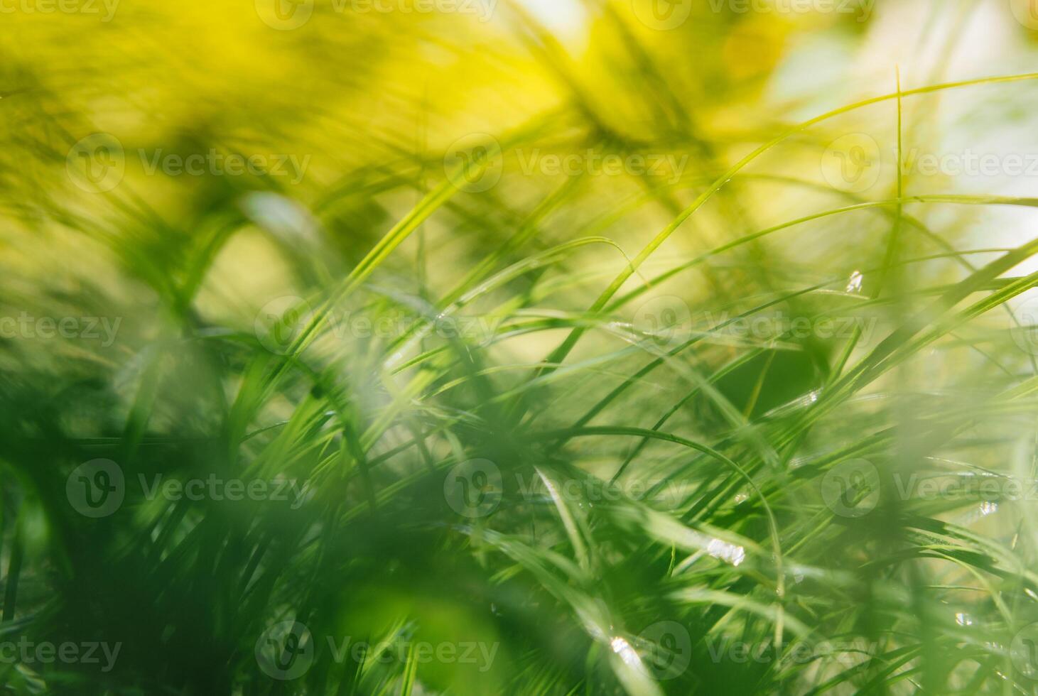 Frühling oder Sommer- und abstrakt Natur Hintergrund mit Gras Feld. Hintergrund mit Grün Gras Feld und Bokeh Licht. Sommer- Hintergrund foto