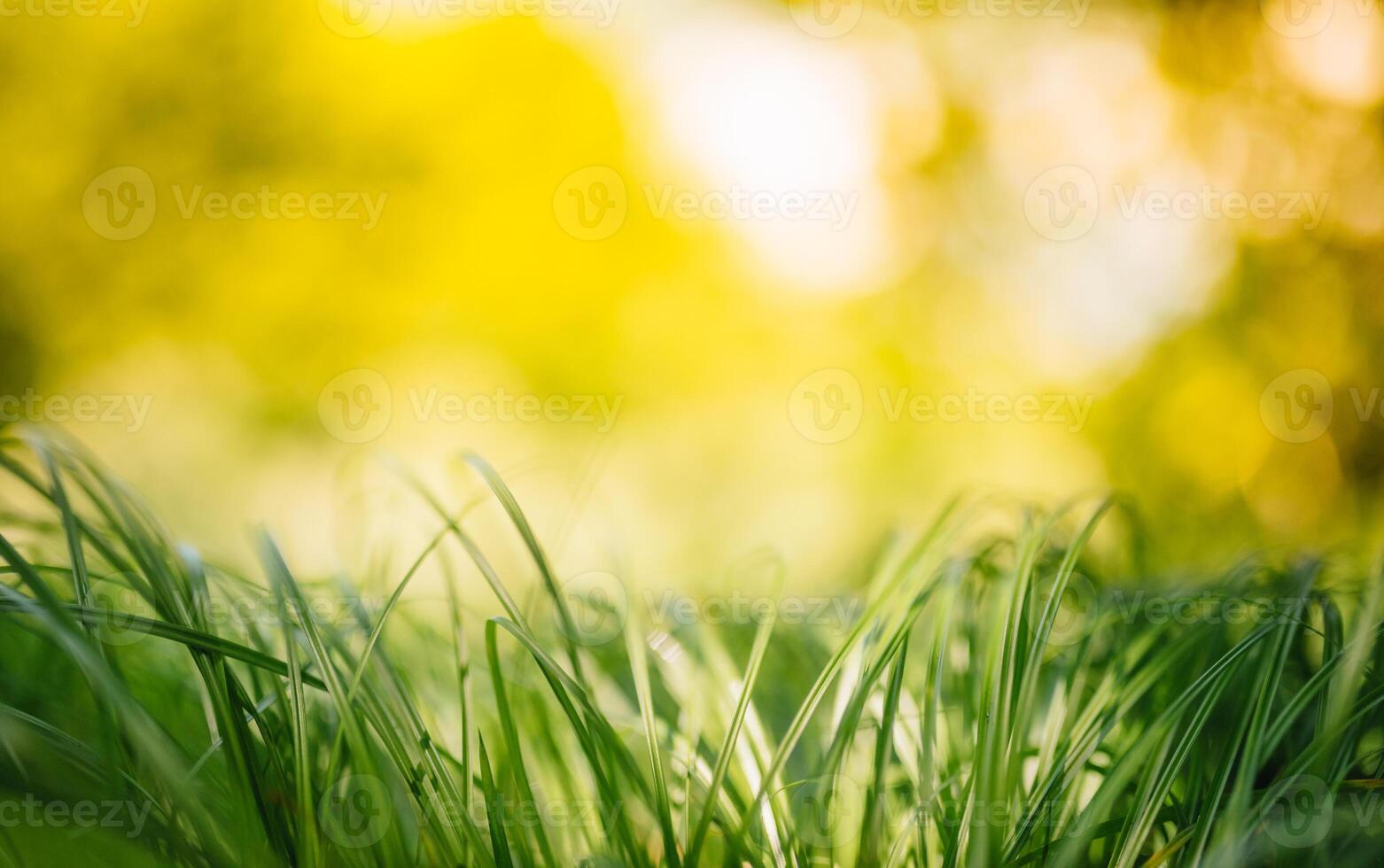 Frühling oder Sommer- und abstrakt Natur Hintergrund mit Gras Feld. Hintergrund mit Grün Gras Feld und Bokeh Licht. Sommer- Hintergrund. foto