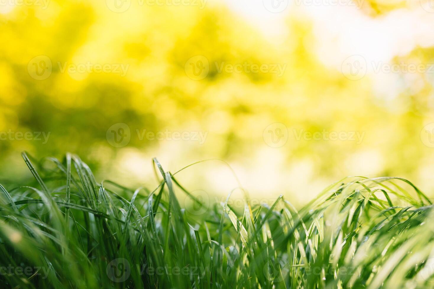 Frühling oder Sommer- und abstrakt Natur Hintergrund mit Gras Feld. Hintergrund mit Grün Gras Feld und Bokeh Licht. Sommer- Hintergrund. foto