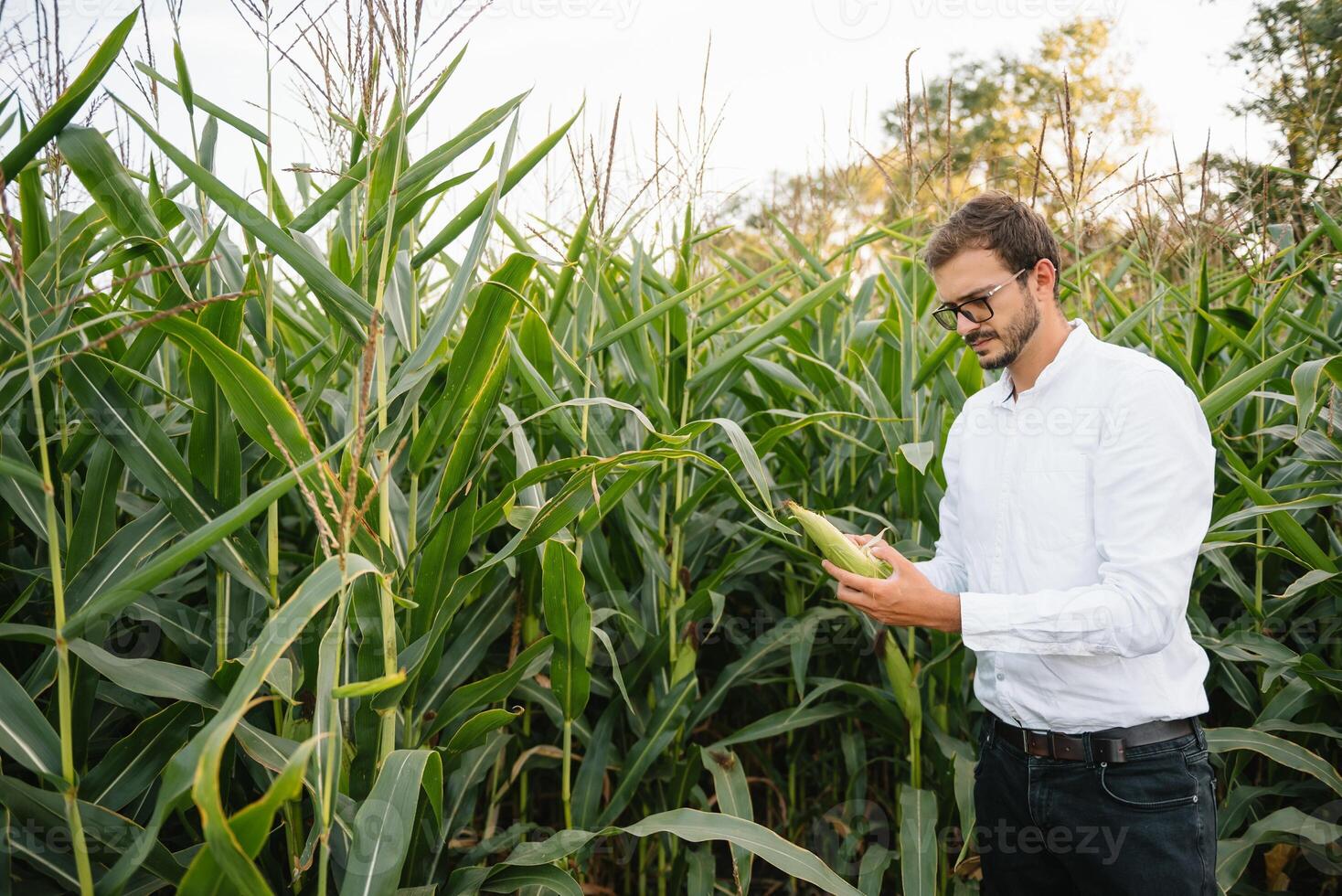 Porträt von ein Farmer lächelnd beim das Kamera, suchen und Überprüfung das Kornfeld, Grüns Hintergrund. foto