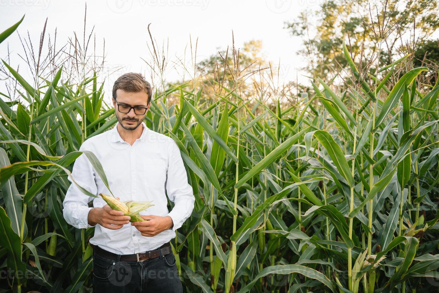 glücklich Farmer im das Feld Überprüfung Mais Pflanzen während ein sonnig Sommer- Tag, Landwirtschaft und Essen Produktion Konzept. foto