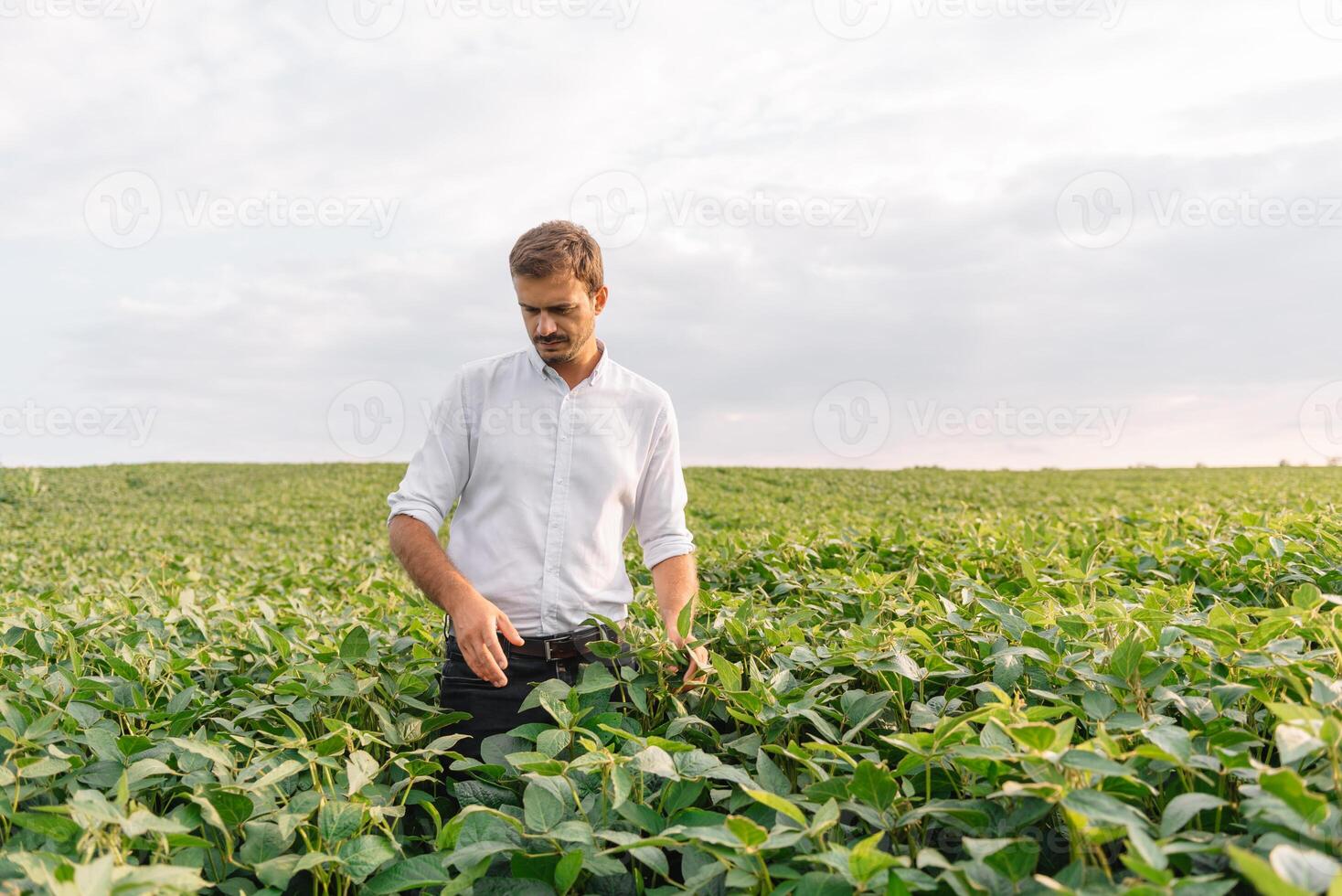 Agronom inspizieren Soja Bohne Pflanzen wachsend im das Bauernhof Feld. Landwirtschaft Produktion Konzept. Landwirtschaft Konzept. landwirtschaftlich Ingenieur Stehen im ein Soja Feld foto