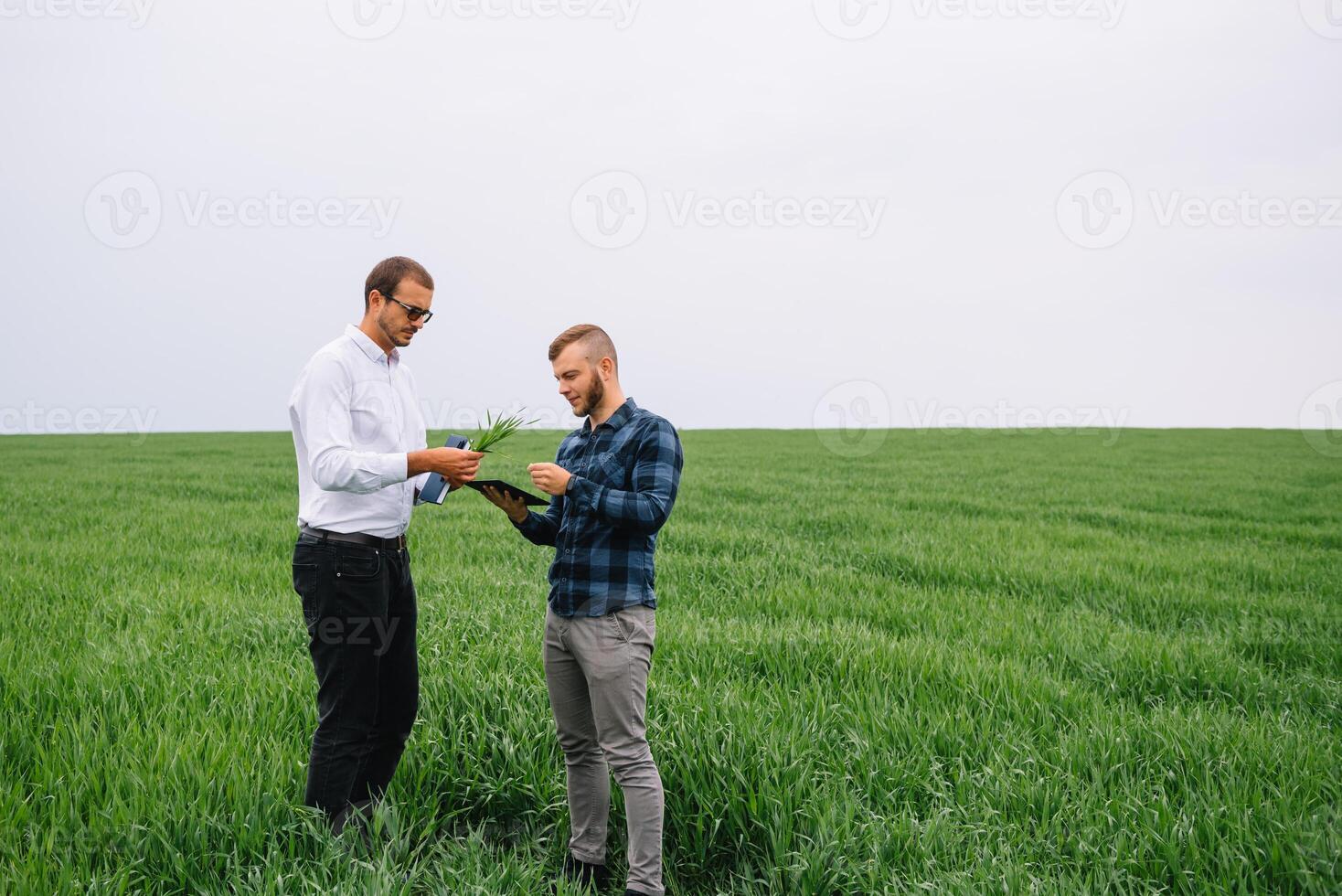 zwei Farmer Stehen im ein Weizen Feld und suchen beim Tablette, Sie sind Prüfung Corp. jung gut aussehend Agronom. Landwirtschaft Konzept. landwirtschaftlich Ingenieur Stehen im ein Weizen Feld. foto