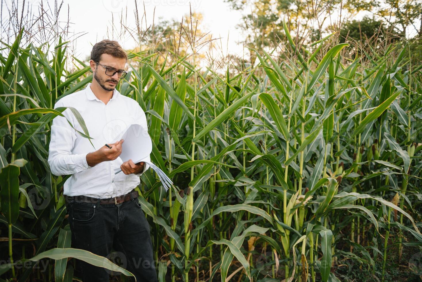 glücklich Farmer im das Feld Überprüfung Mais Pflanzen während ein sonnig Sommer- Tag, Landwirtschaft und Essen Produktion Konzept. foto