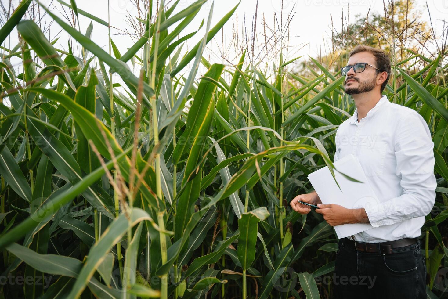 Porträt von ein Farmer lächelnd beim das Kamera, suchen und Überprüfung das Kornfeld, Grüns Hintergrund. foto