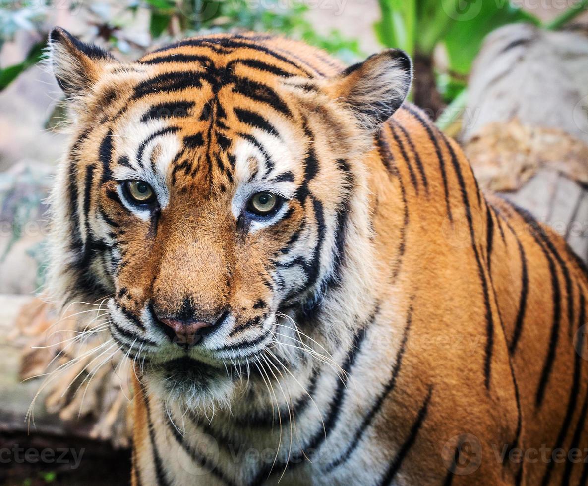 heftiger Tigerboden schwarzer Hintergrund ein schönes Licht foto