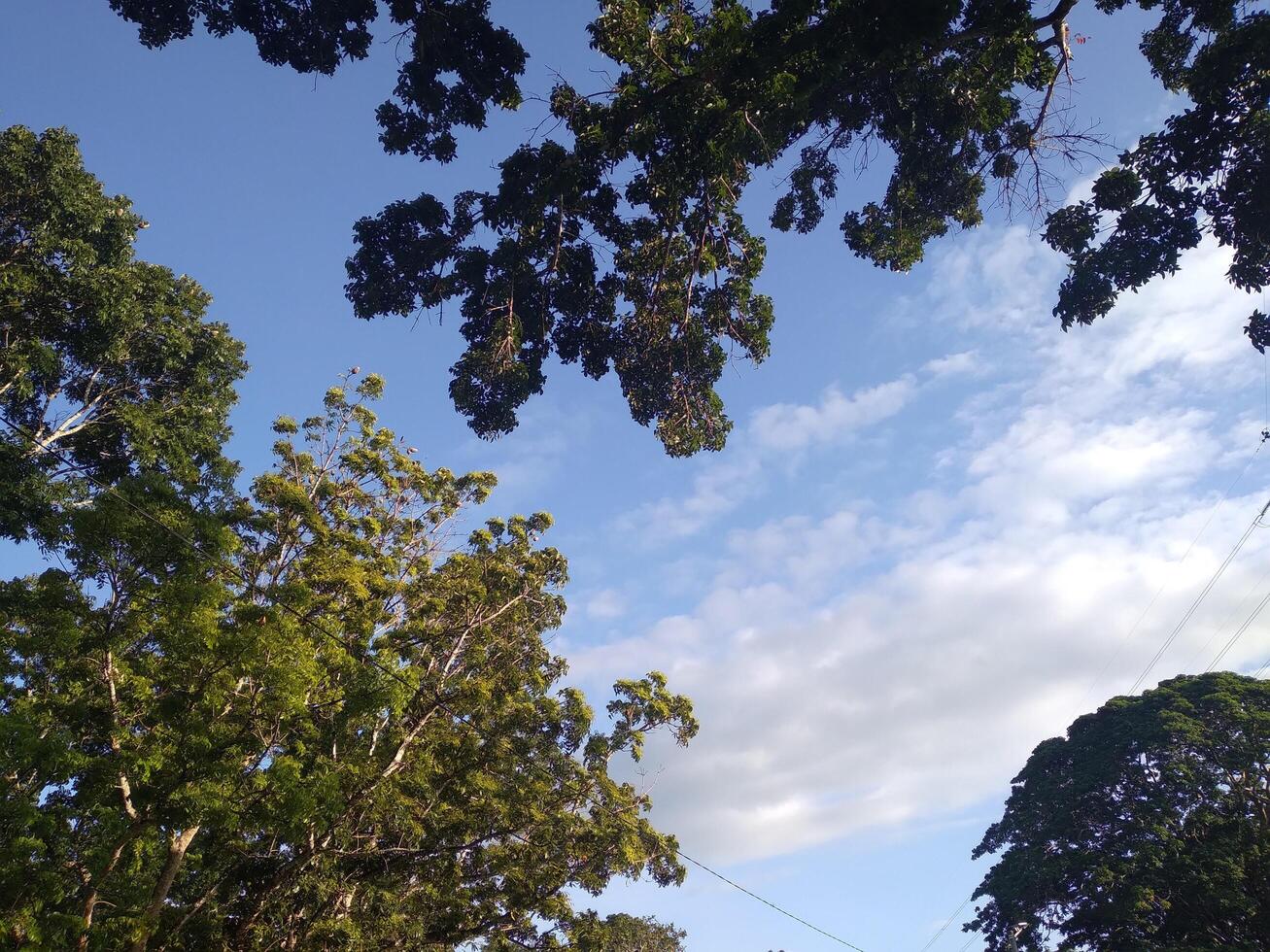 Bäume mit Grün Laub gegen das Blau Himmel und Wolken. foto