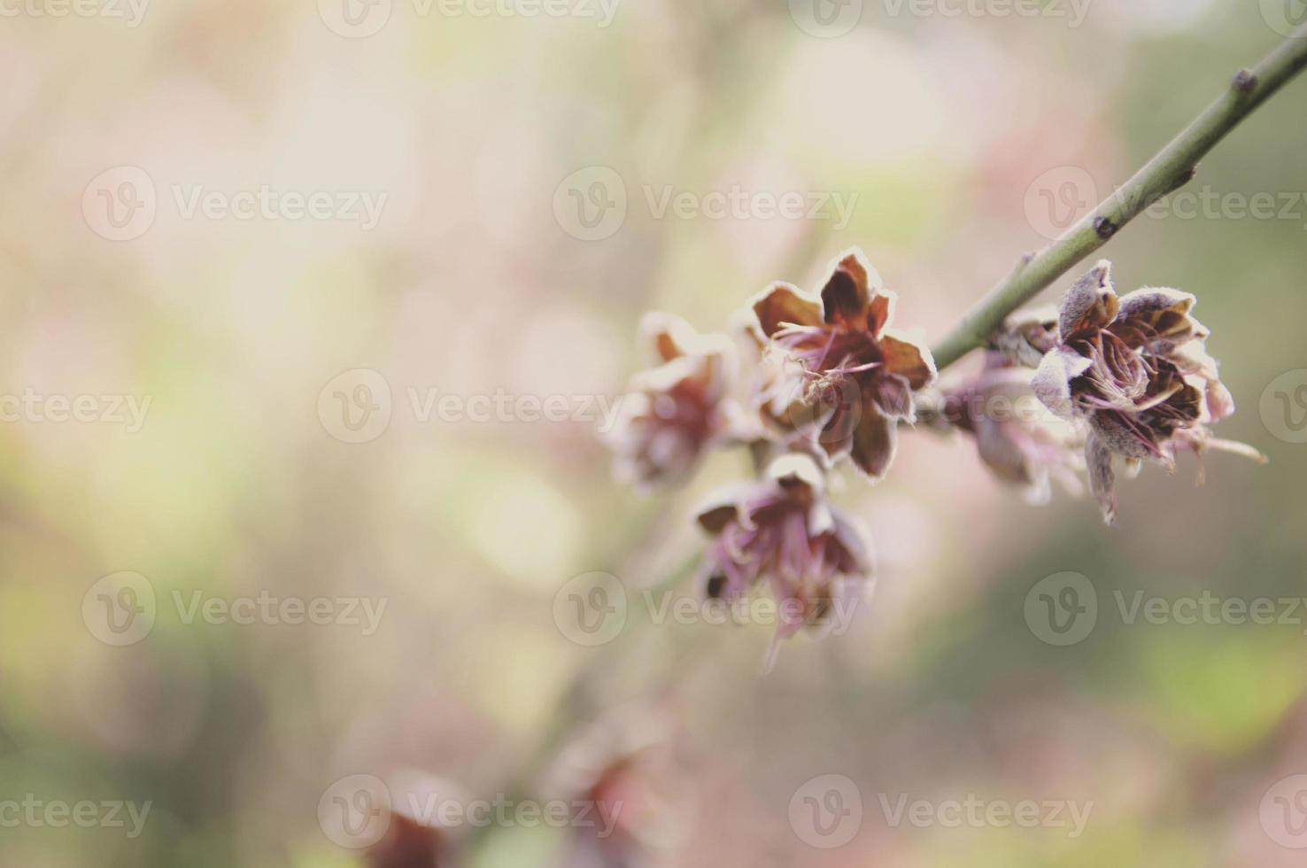 Retro-Vintage-Blumen-Kunst-Hintergrund foto