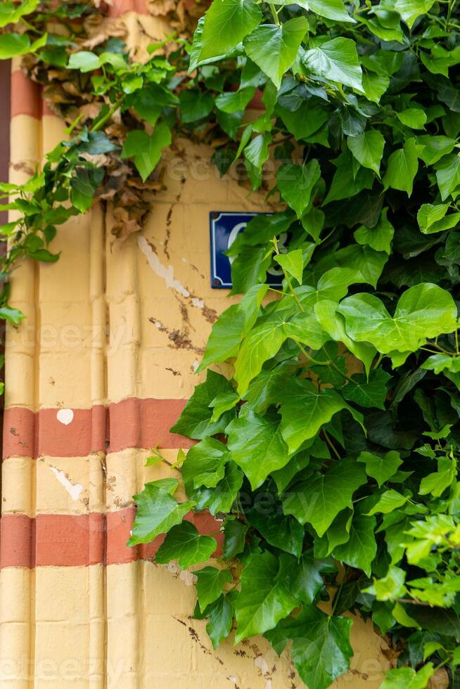 Grün Blätter von ein Klettern Pflanze auf ein Haus Mauer foto