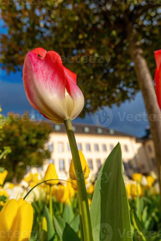 Single rot und Weiß Tulpe ist das Main Fokus von das Bild foto