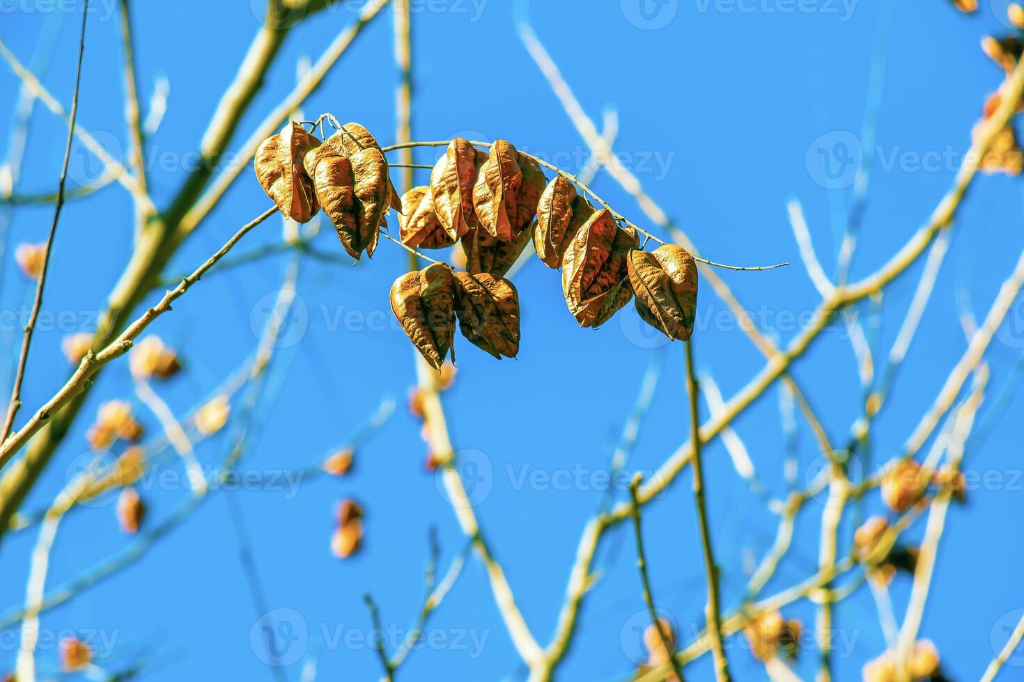 koelreuteria paniculata Baum und Blume im Frühling. das Gelb Blumen haben gedreht in bräunlich Samen Schoten foto