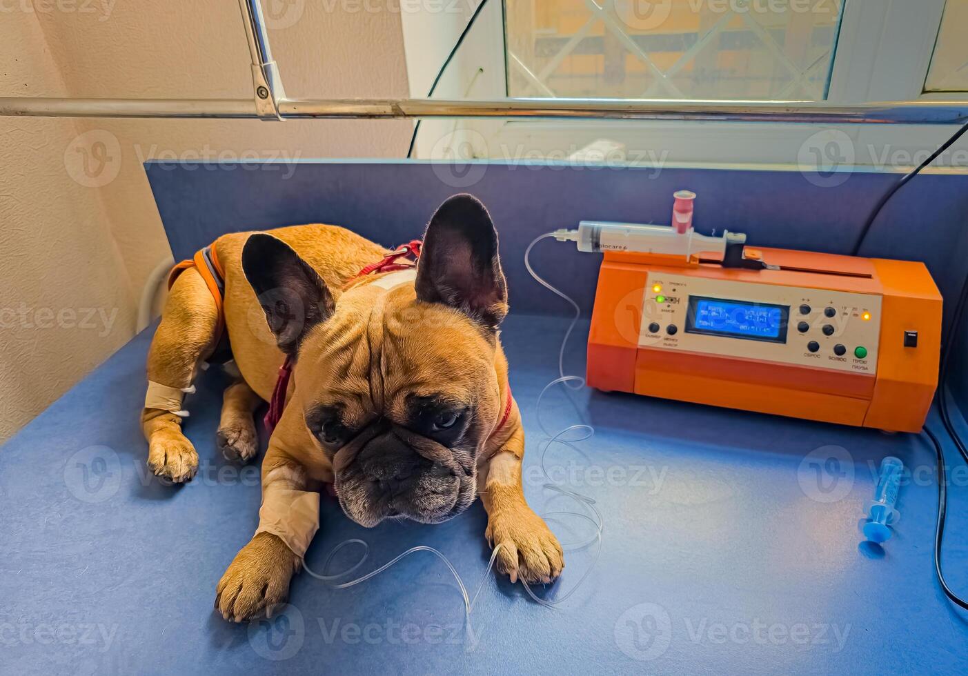 ein Französisch Bulldogge ist Sein behandelt beim ein Veterinär Klinik. iv mit Katheter im das Pfote. foto