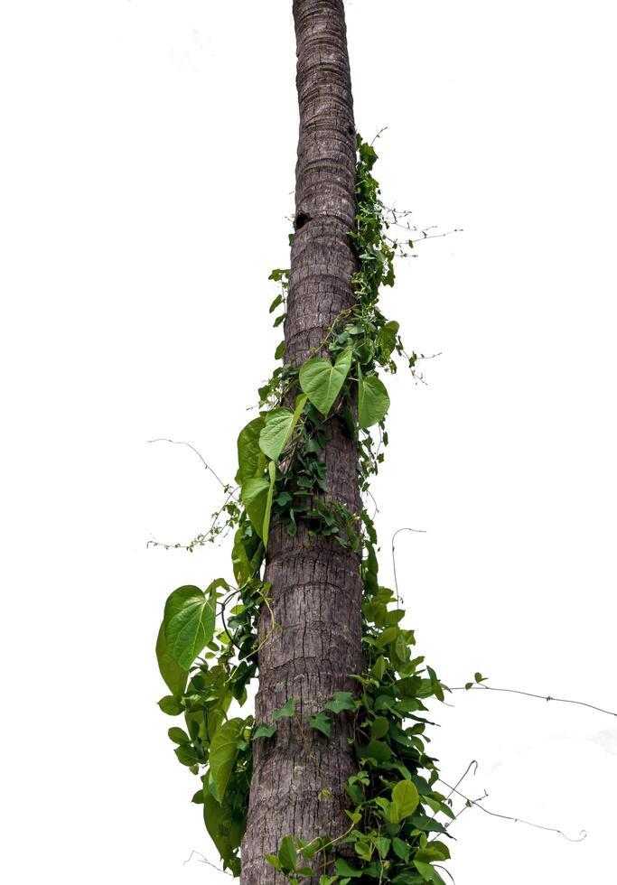 Unkraut winden um ein Baum Stamm, isoliert auf ein Weiß Hintergrund mit Ausschnitt Pfad foto