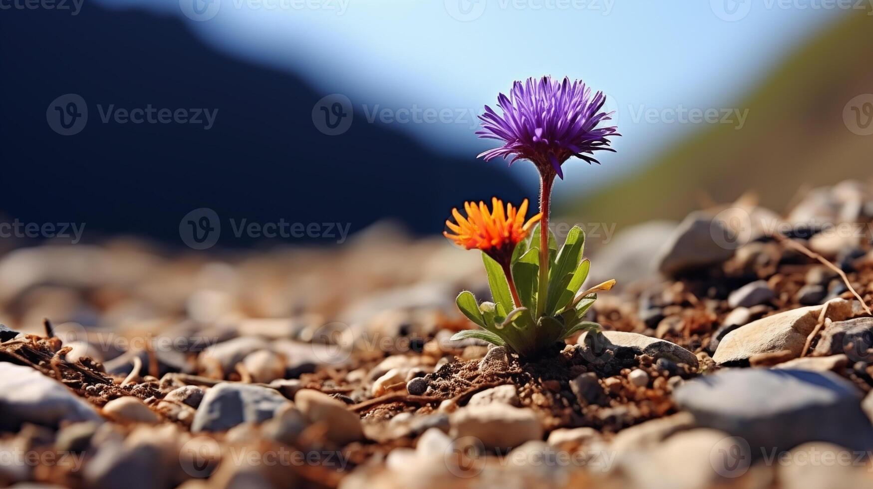 belastbar lila und Orange Blumen wachsend im ein felsig bergig Terrain foto