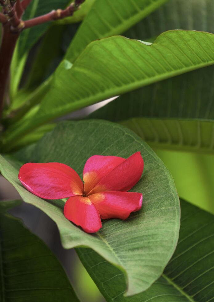 schließen oben rot Plumeria Blume fallen auf Grün Blatt im Vertikale Rahmen foto