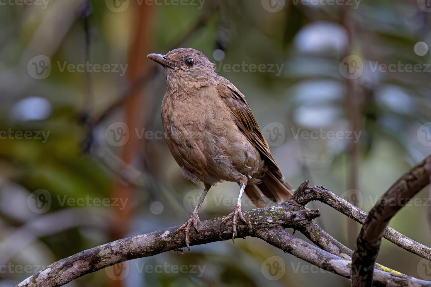 Tier blass Brüste Soor Vogel foto