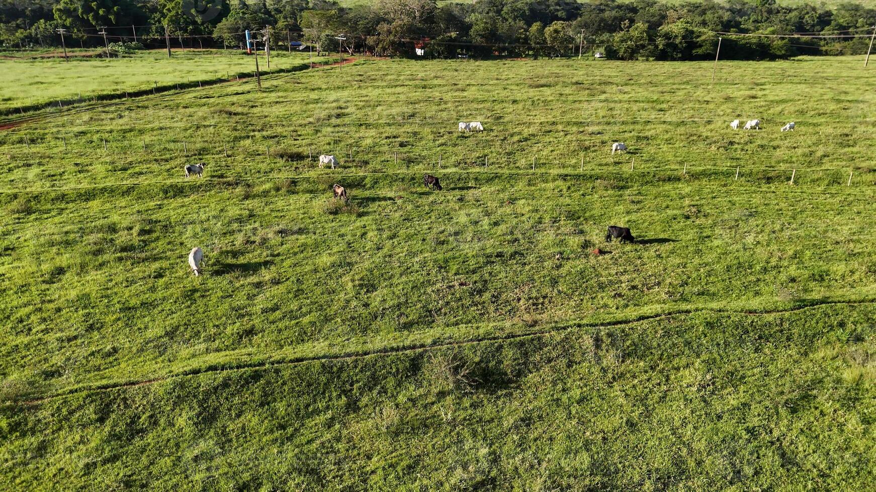 das Vieh Kühe Weiden lassen im ein Feld im das spät Nachmittag foto