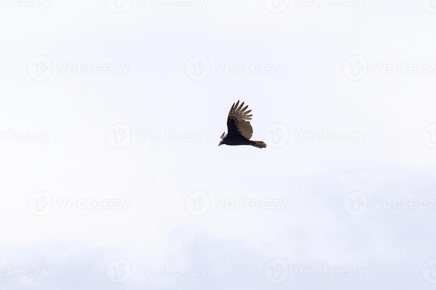 Truthahn Geier Vogel foto