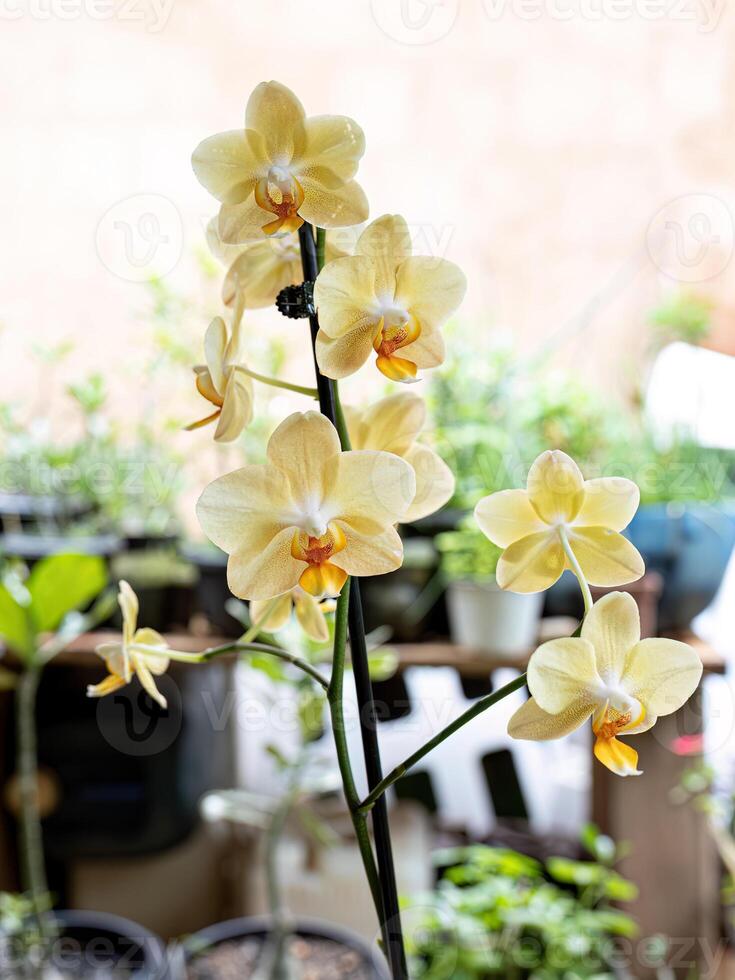 Orchidee blühen Pflanze foto