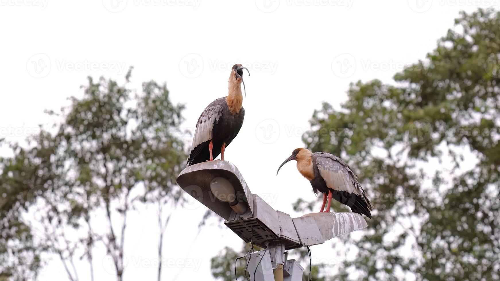polieren Hals ibis Tiere foto