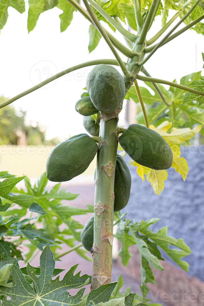 Papayabaum mit Früchten foto