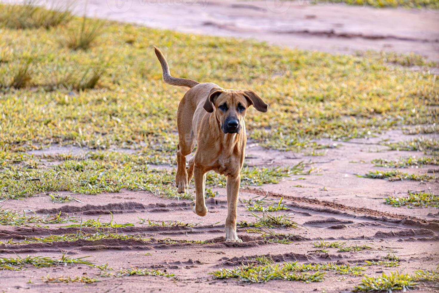 Hund Tier spielen im das Feld foto